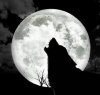 8-19-wolf_howl.jpg