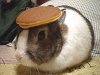 draft_lens1951713module12827503photo_1228042610oolong_pancake.jpg